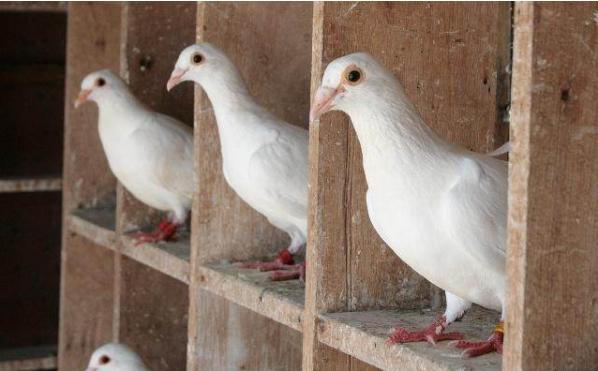 养鸽子的好处和方法,养鸽子要养哪种鸽子好