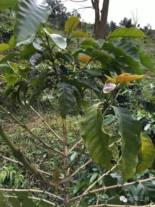 速溶咖啡粉和云南小粒咖啡的区别,云南小粒咖啡什么品种最好