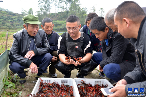 农村养殖小龙虾致富项目,养殖小龙虾技术视频教程全集