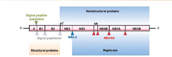 lancet发表研究,丙型肝炎抗病毒治疗指标