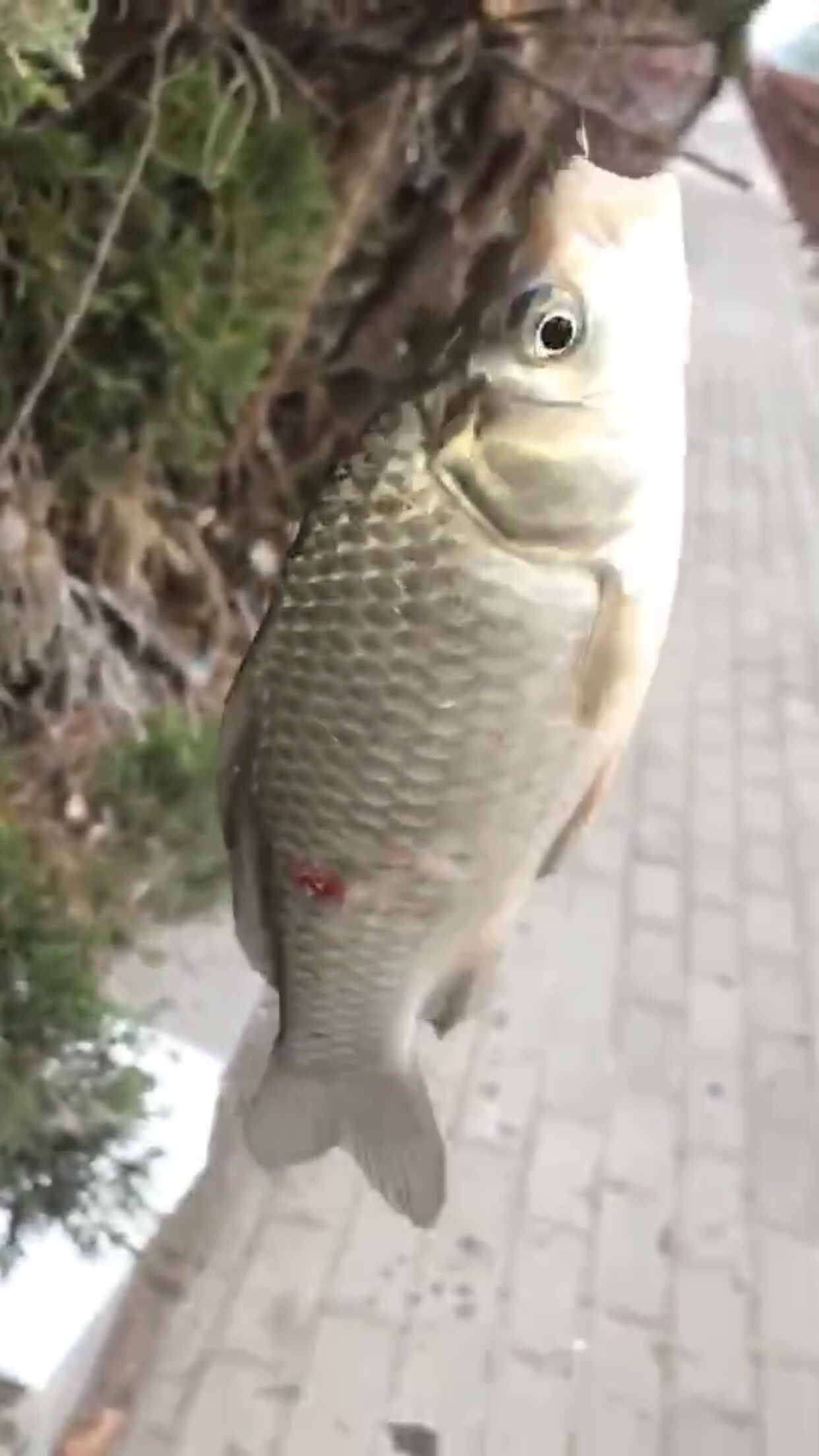 野钓垂钓实录,野钓钓鱼视频实战