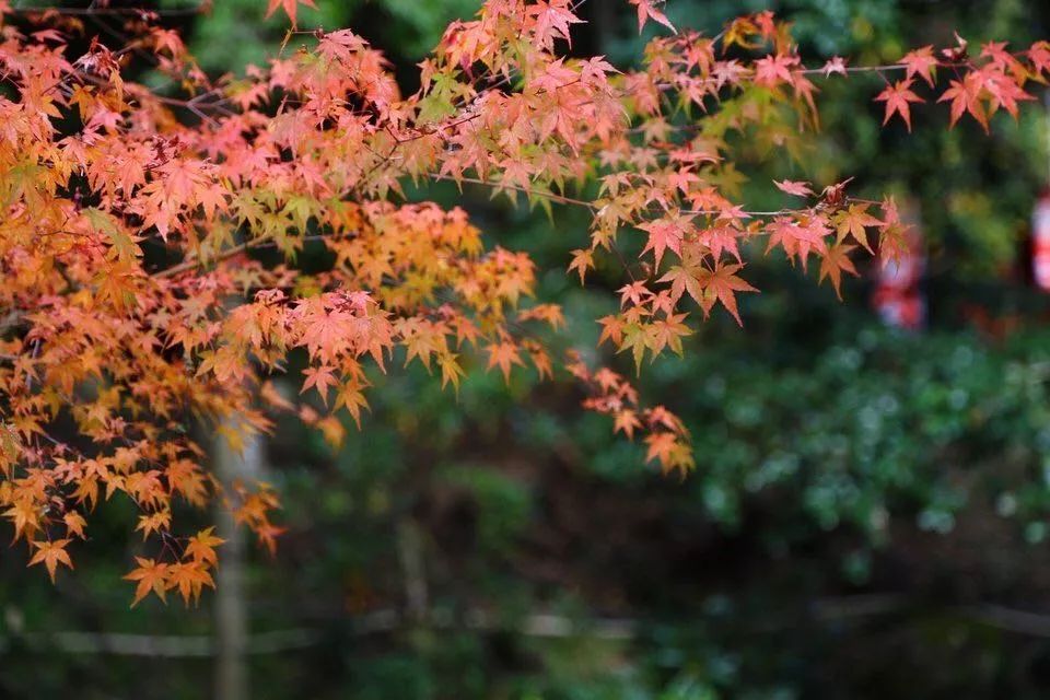省钱又实用的日本“红叶狩”攻略错过又要等一年|用耳朵旅行的财经主播Nina