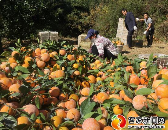 崇义县龙勾橙新果业,崇义县龙勾乡脐橙基地