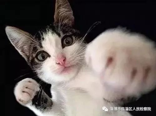 我是一只猫直播,我是一只猫现场
