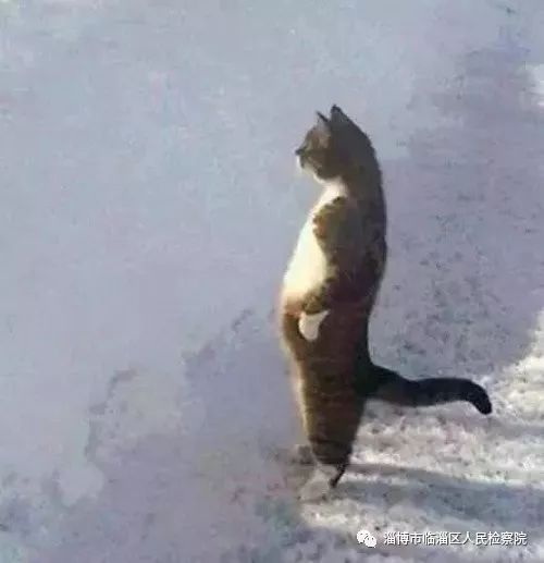 我是一只猫直播,我是一只猫现场