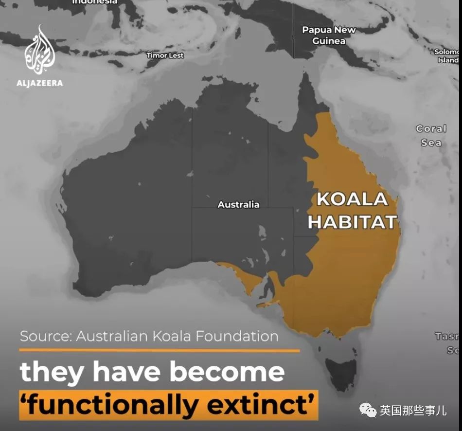 考拉面临功能性灭绝英语答案,导致考拉功能性灭绝的主要原因是