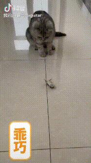 深圳罗湖灭鼠,除虫灭鼠深圳