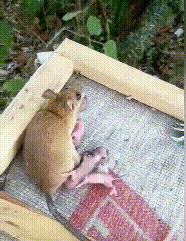 深圳罗湖灭鼠,除虫灭鼠深圳