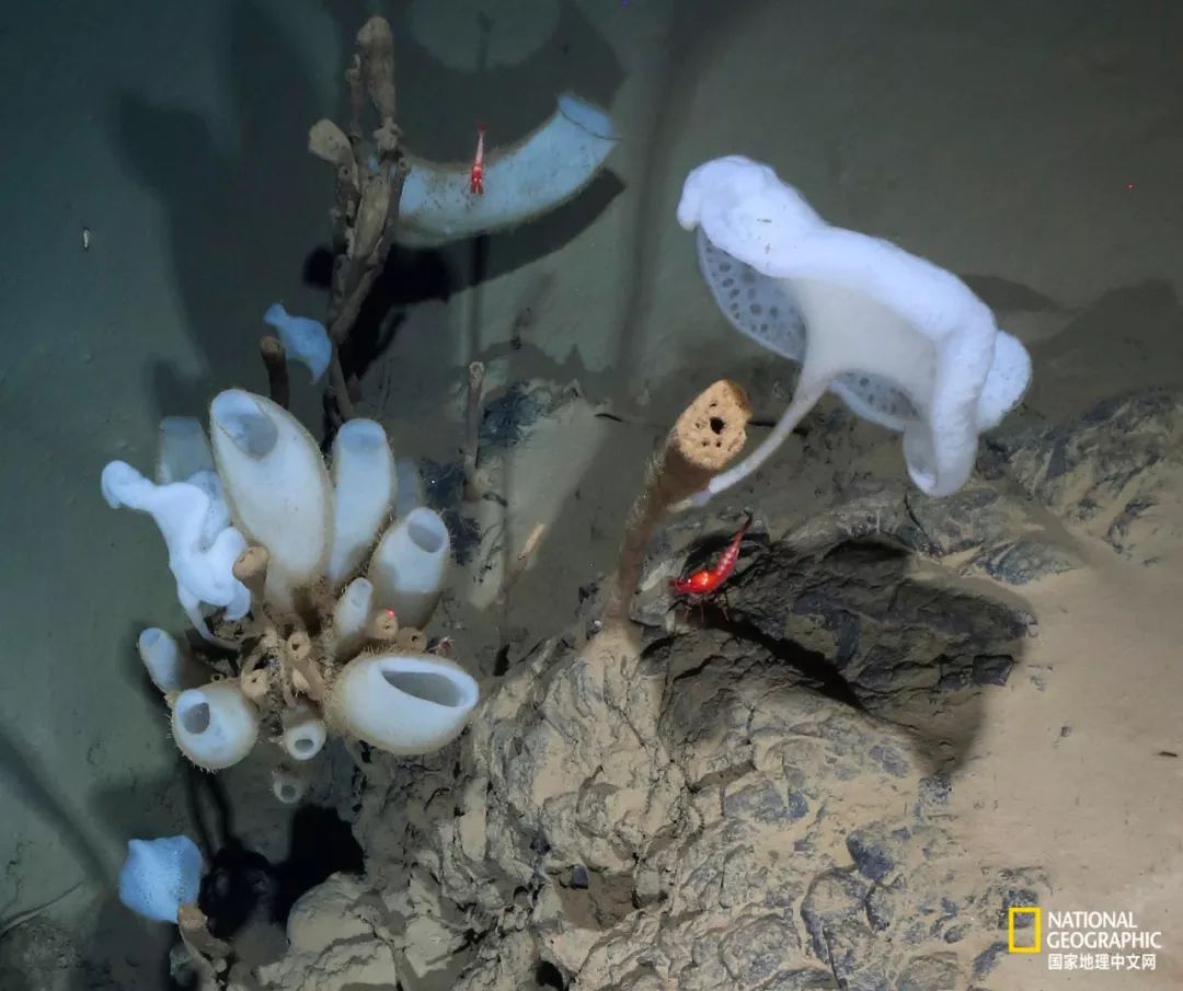 外星生物会长什么样子,外星生物真的存在吗