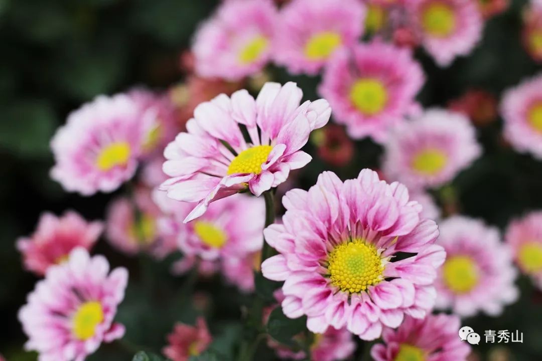 青秀山菊花展进入最佳观赏期,南宁青秀山菊花展门票多少钱一张