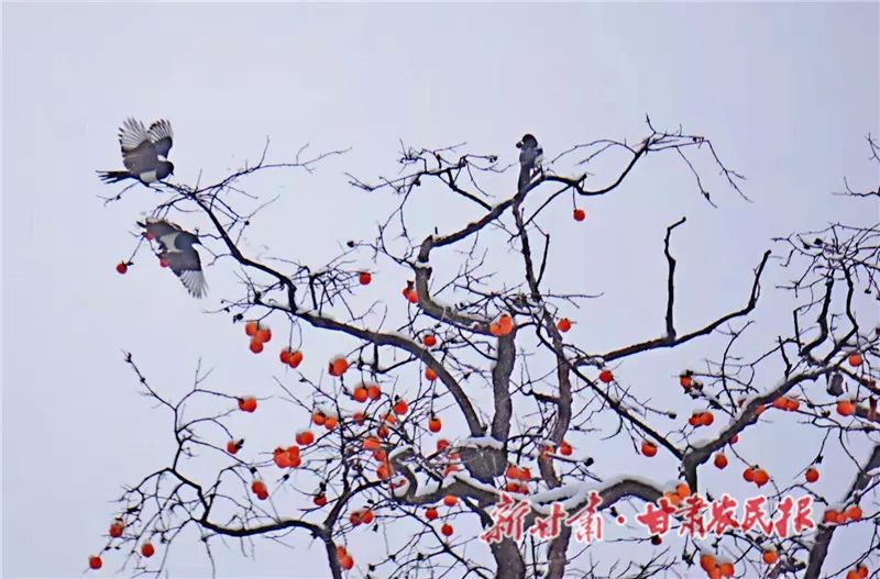 天水秦安大地,天水雪景美如画