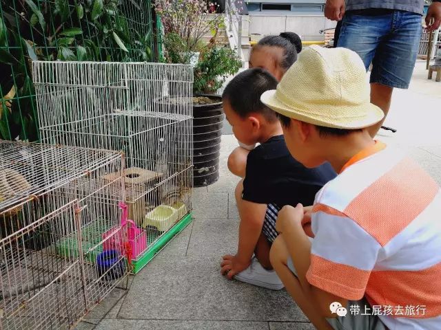 500不到全家住原佘山艾美，居然！周末元旦春节还是不加价