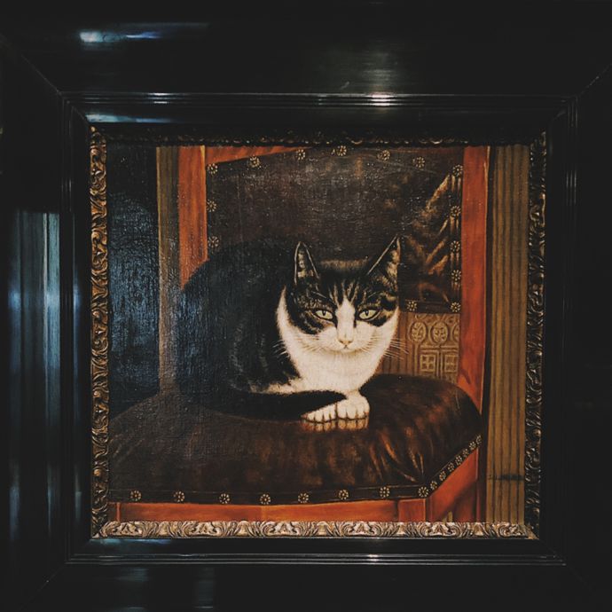 各种猫咪的博物馆,猫咪博物馆都有哪些猫