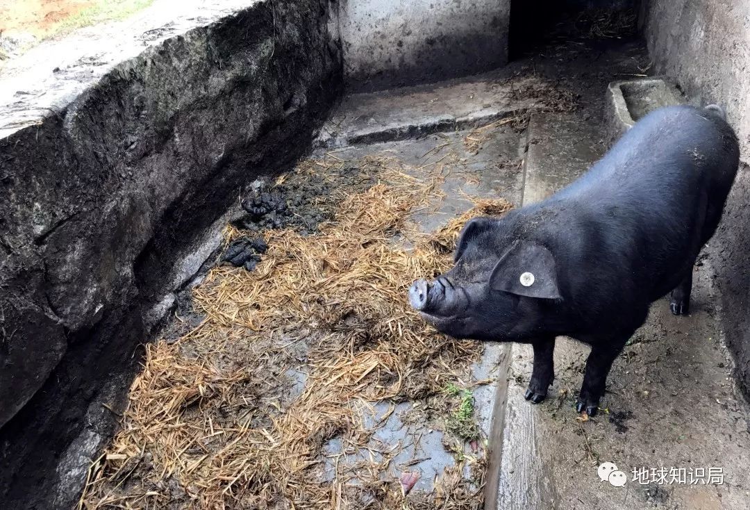 我们常吃的猪都是从哪儿来演化的,猪是从哪里来的