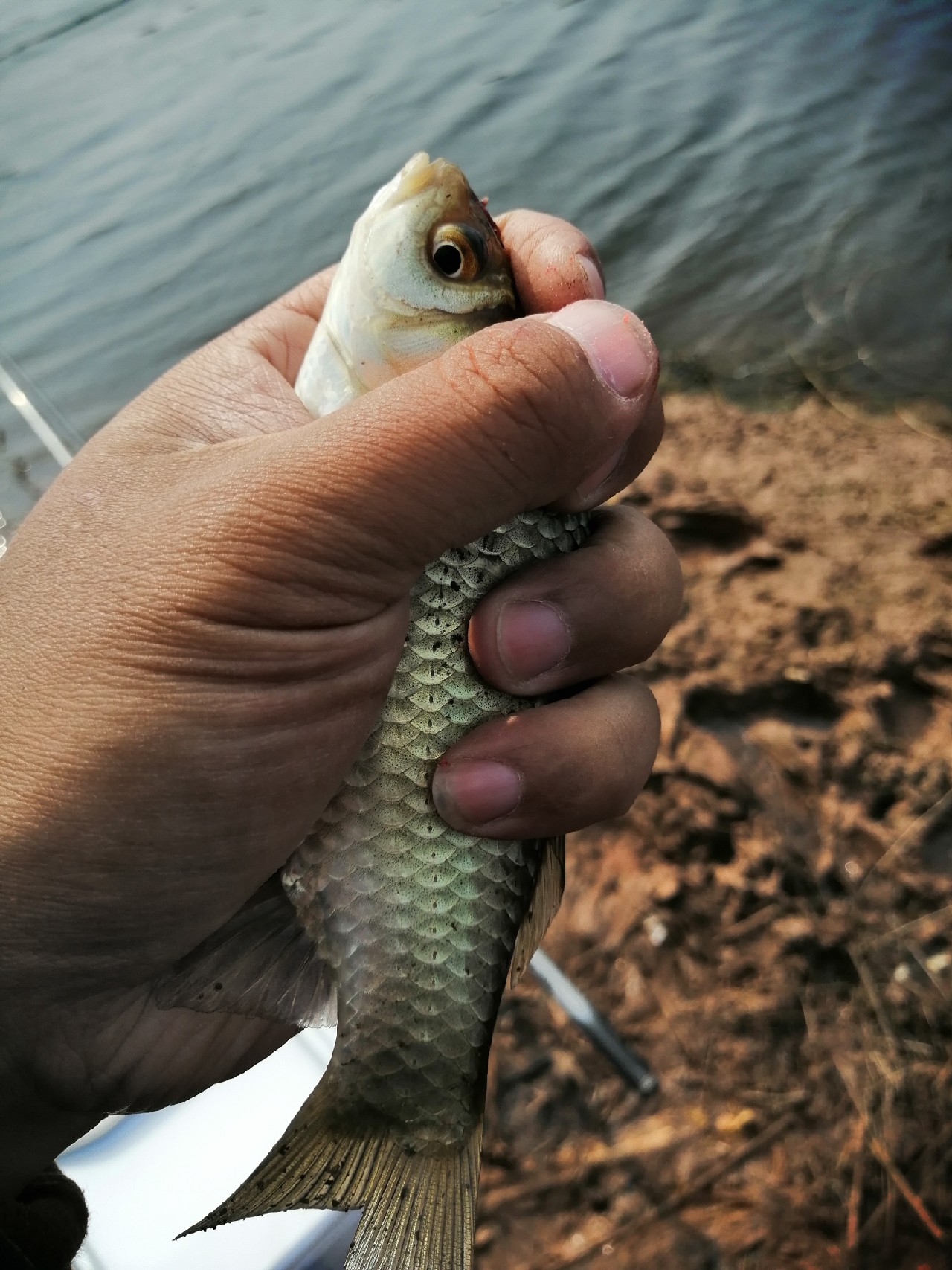 探钓偶遇小钓友怎么说,钓场用什么搭钓台