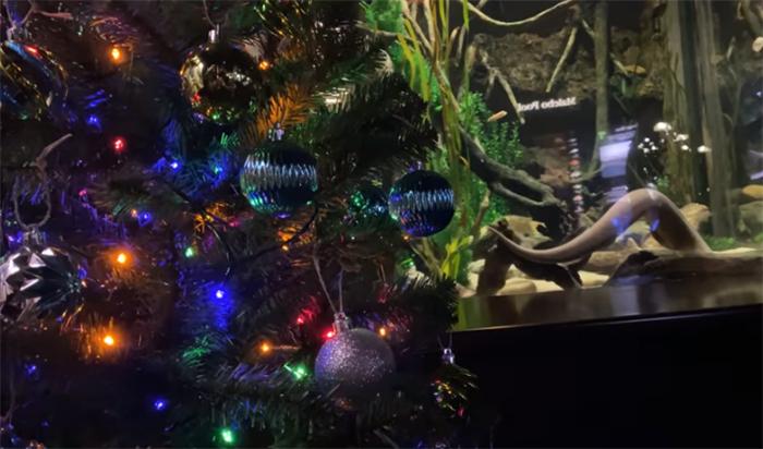 成精了！水族馆电鳗发电点亮圣诞树还会发推特