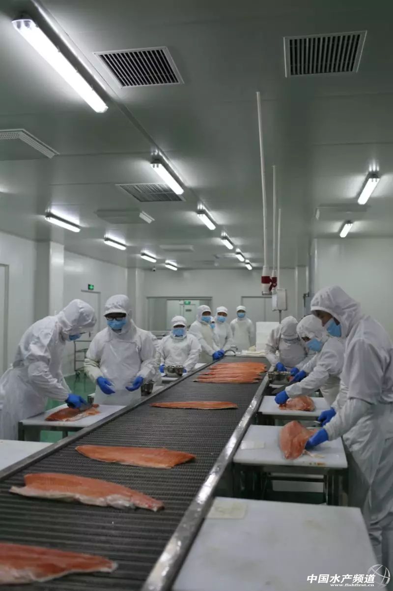 全国最大三文鱼批发市场,全国三文鱼进货渠道在哪里