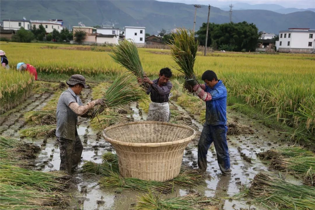 关于一张去丽江的旅游图,100张丽江照片