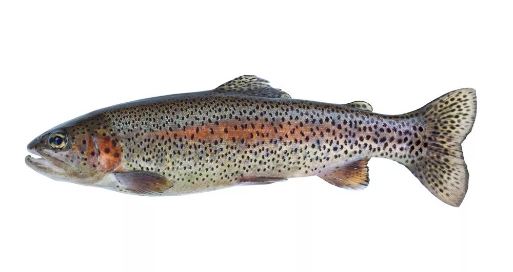 三文鱼中含有dha还是epa,什么样的三文鱼含dha