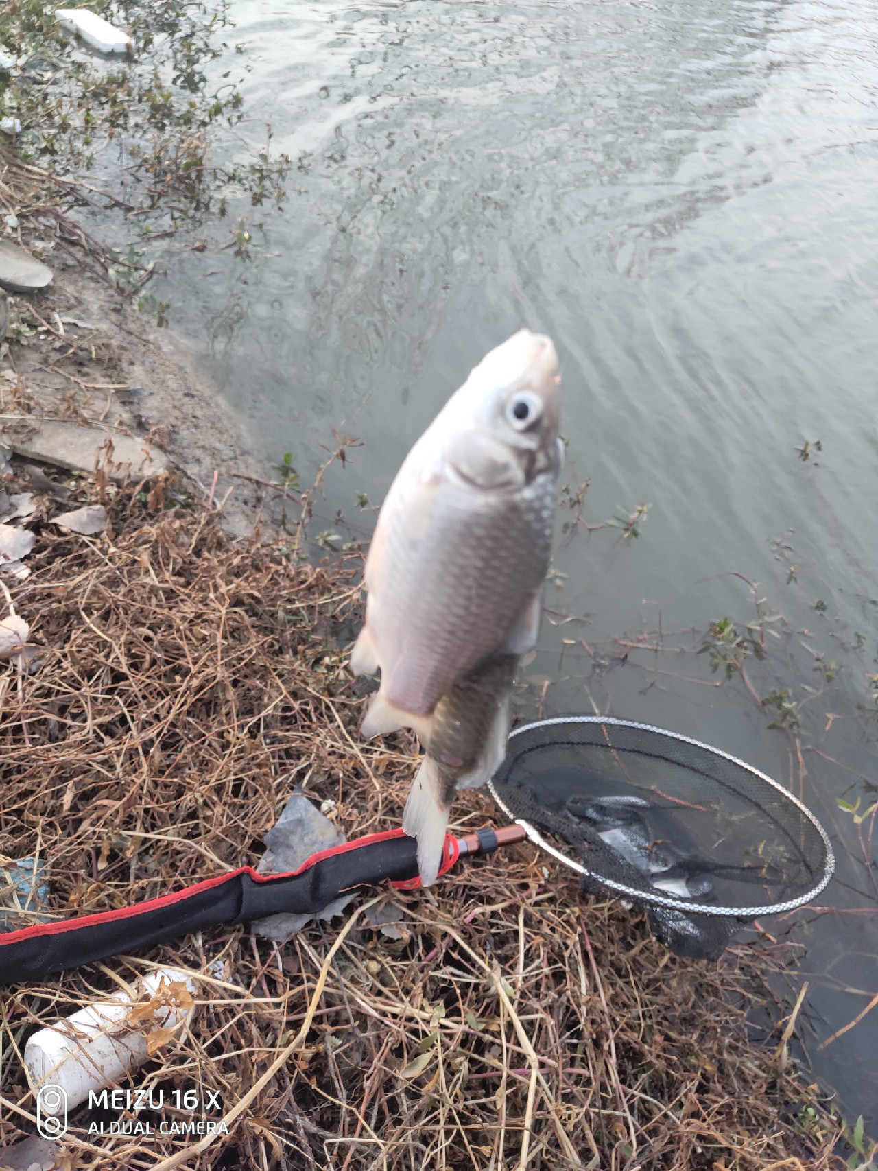 沙河钓大板鲫,沙河钓乌龟