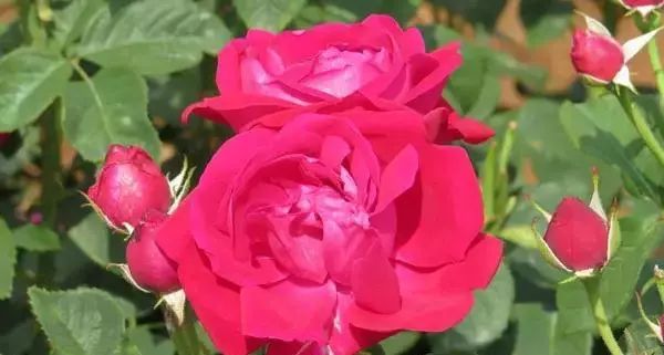 潮玩灵感微醺一夏沁凉开启,潮玩游玩攻略