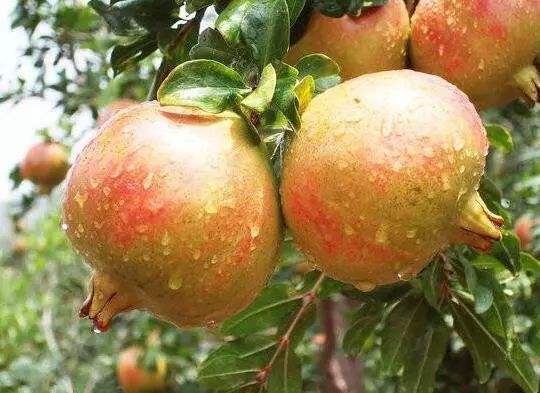 六种寓意好的水果记得收藏,咳嗽吃什么水果最好最快止咳