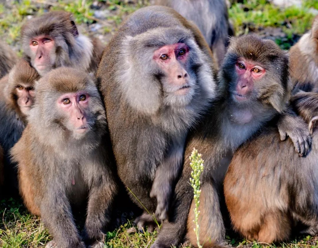 航拍阿坝农村视频,阿坝风景全景视频