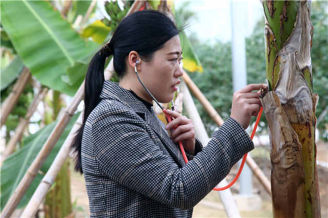 复旦博士10年前种下上海第一棵火龙果，如今成了千亩主题公园