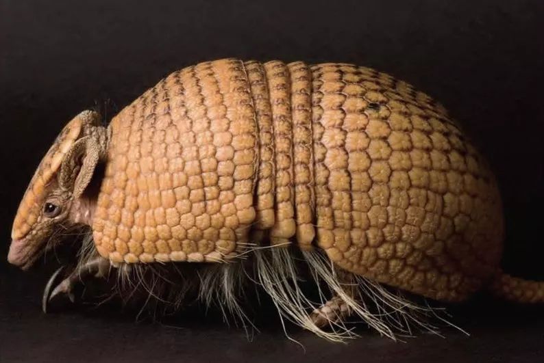 世界杯吉祥物福来哥超轻粘土,巴西世界杯吉祥物