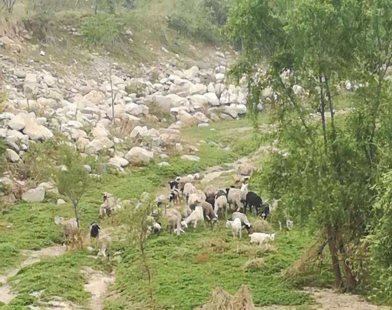 峪的读音和含义,峪的意思和含义