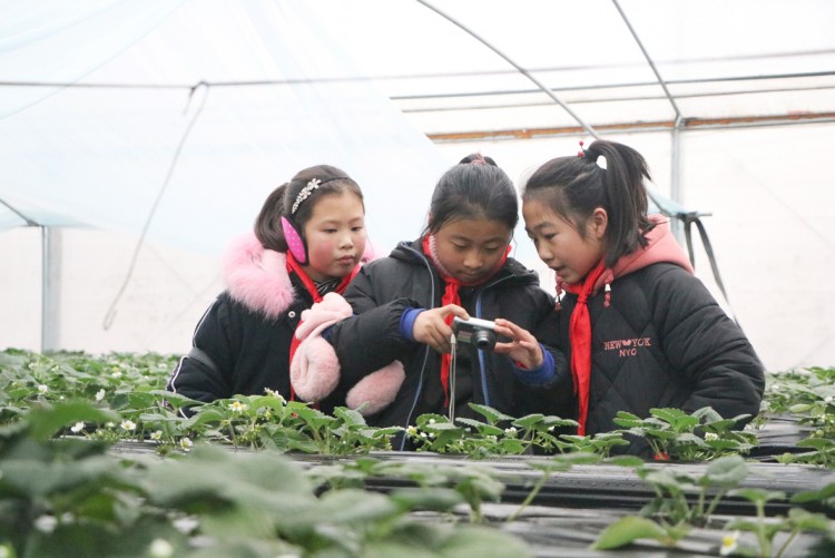 沭阳非遗嘉年华在哪里举办,沭阳花乡旅游