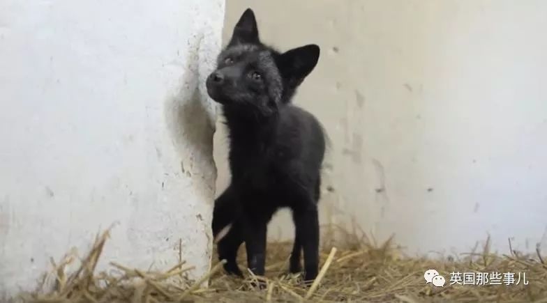一只差点被做成皮草大衣的北极狐，如今白白胖胖过上了圣诞节