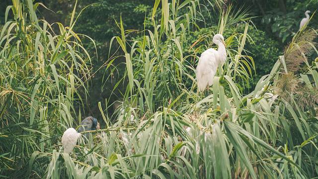长隆海洋王国海底机动船,珠海长隆海洋王国鲸鲨馆海底区