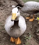 过年必染的绝美发色,过年不能染什么颜色的发色