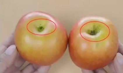 脆甜的苹果怎么挑,如何挑苹果又脆又甜