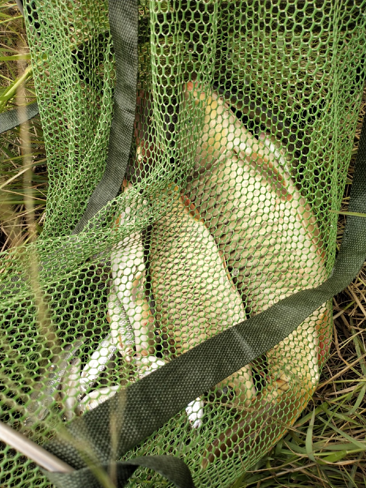 野钓水库位置真的很关键,野钓水库最佳位置图