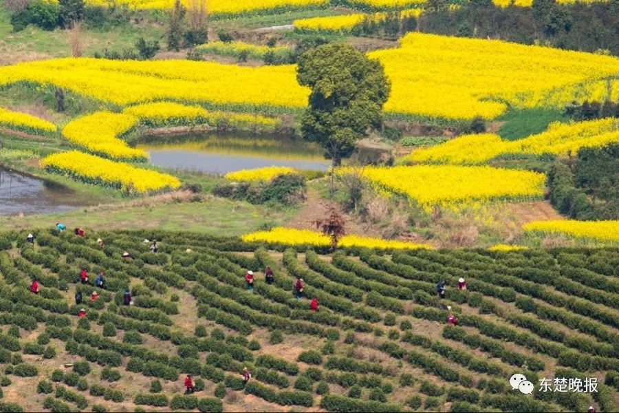 365天，行走3.2万千米，拍摄13万张照片！黄石人到底有多“野”？