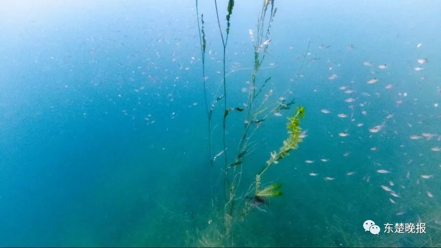 365天，行走3.2万千米，拍摄13万张照片！黄石人到底有多“野”？