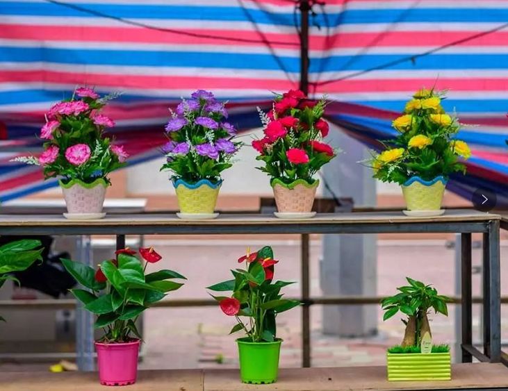 清远清新迎春花市2024年花市,清远2023迎春花市在哪里