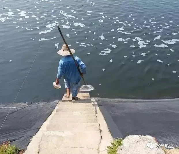 鱼塘漂白粉消毒正确用法,干鱼塘消毒用生石灰最简单方法