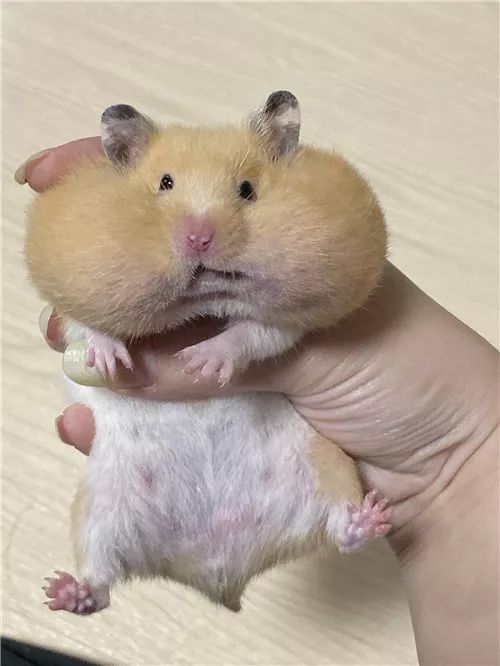 日推网友鼠年仓鼠腮帮子大赛，满屏圆滚滚毛茸茸敲可爱