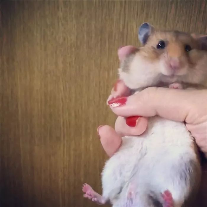 日推网友鼠年仓鼠腮帮子大赛，满屏圆滚滚毛茸茸敲可爱