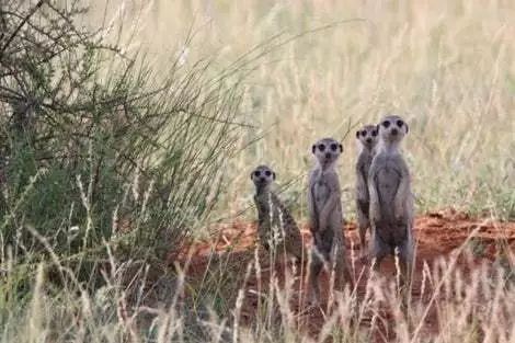 2023年去南非安全吗,国内怎么去南非最划算