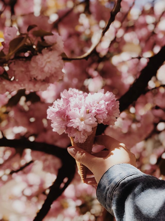 2020日本樱花花期,最新樱花观赏时间表