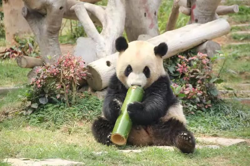 TheStoryoftheBlackWhite“LivingFossil”︱一只黑白“活化石”的前世今生