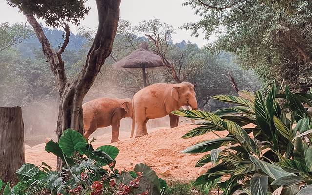 广州长隆野生动物世界旅游攻略,暖冬长隆3天2晚