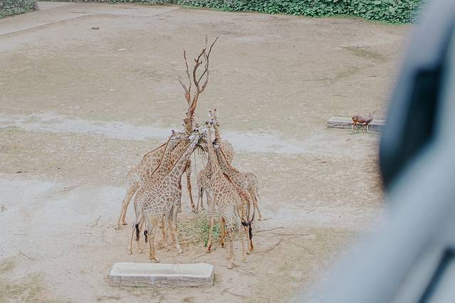 来长隆隆重过大年暖冬游长隆,暖冬游长隆福路通