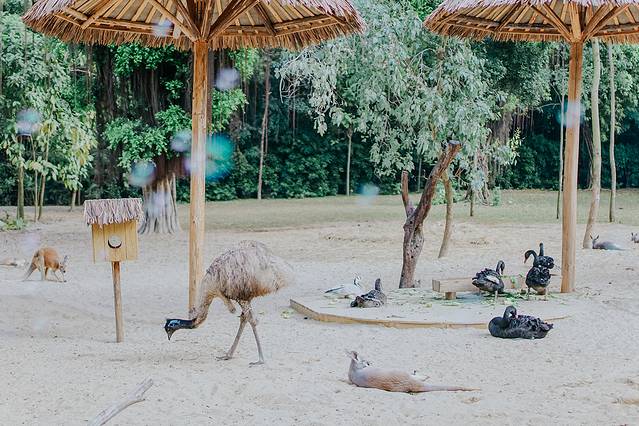 来长隆隆重过大年暖冬游长隆,暖冬游长隆福路通