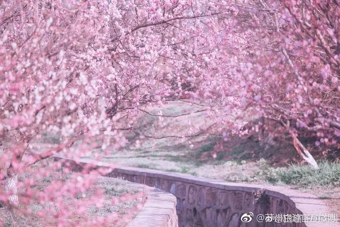 铜陵赏梅免费景点,赏梅去哪里旅游最好