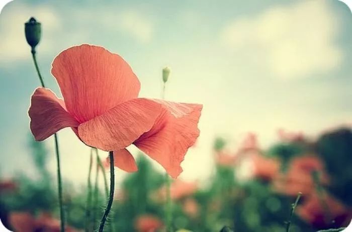 情感|爱花爱狗爱小孩